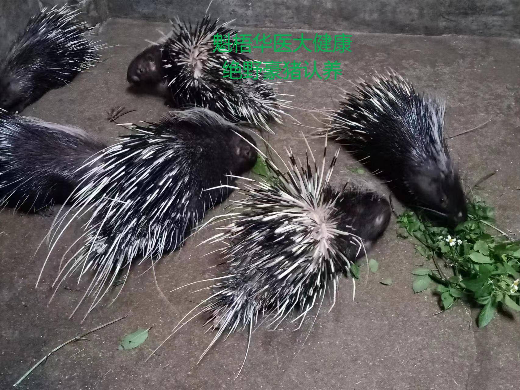 最新豪猪回收商家方法分析(最方便真实的上海豪猪卖去什么地方方法)